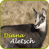 Diana Aletsch